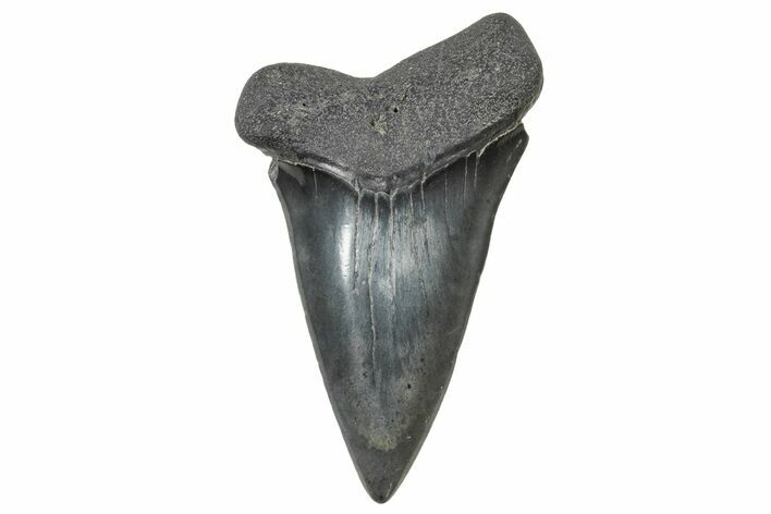 Large, Fossil Broad-Toothed Mako Tooth - South Carolina #240180